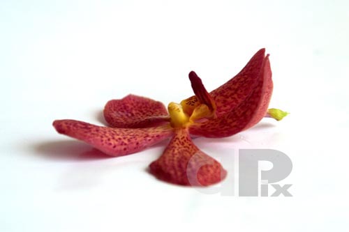 product photographer 25